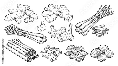 Set of food herbs Turmeric, Ginger, Galangal, Lemongrass, Cinnamon, Clove, Cardamom, Nutmeg .hand drawn style. black and white line art drawing