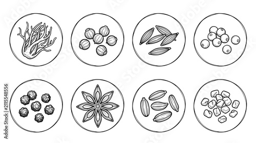 Set of food herbs Mace, Coriander, Cumin, White Pepper, Black Pepper, Star Anise, Fennel Seed, Fenugreek. hand drawn style. black and white line art drawing