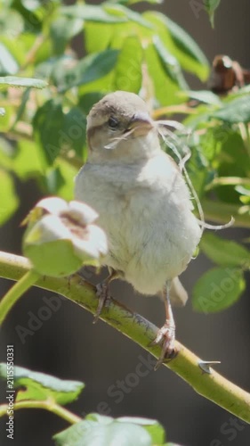Cute sparrow sitting on a thorny twig next to a green rosehip, vertical orientation.
