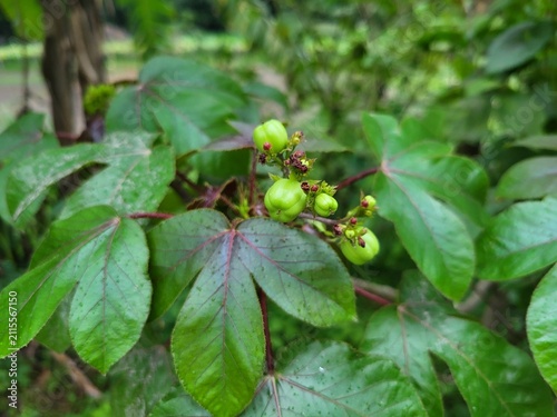 Fotografía Close-up view of the fruits of Jatropha gossypiifolia, commonly known as Bellyache Bush, Black Physicnut, or Cotton-Leaf Physicnut