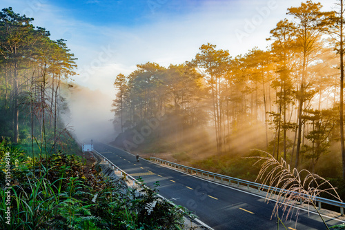 Pine forest in early morning 