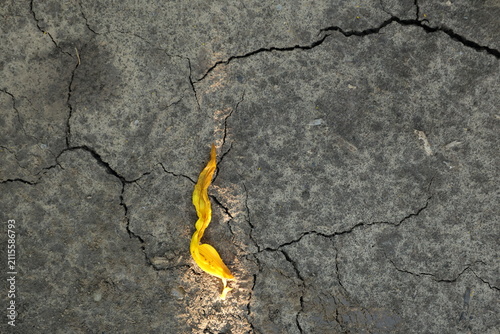 A withered sunflower petal curling on dry cracked soil in the summer heat, with bare parched ground filling the frame beyond.