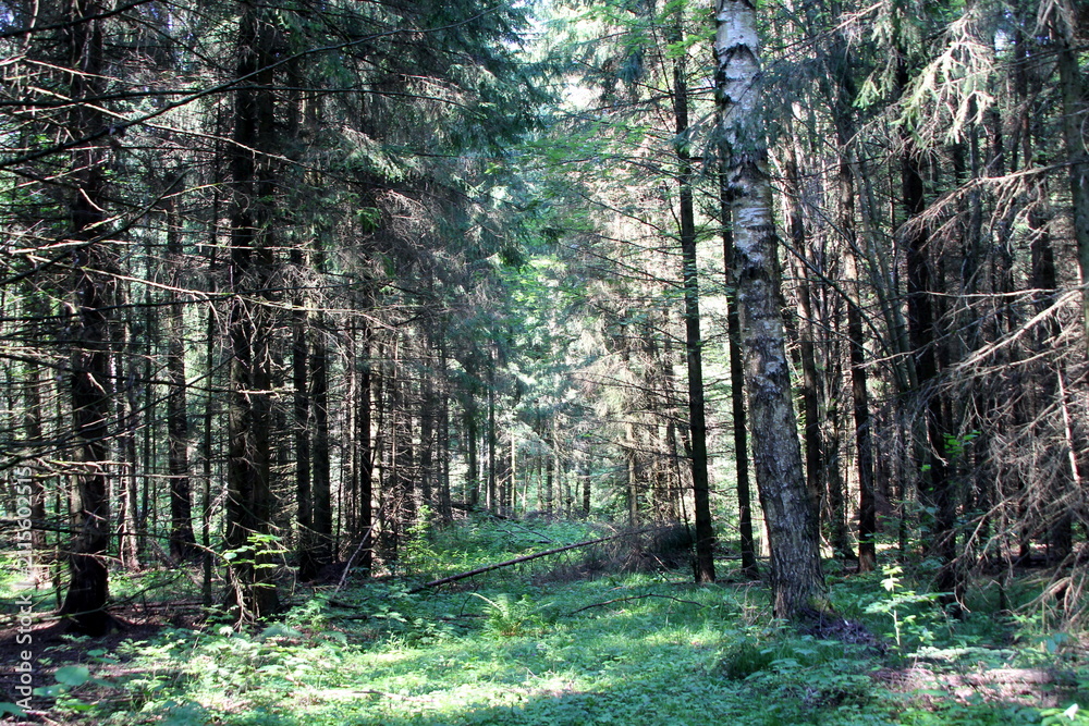Fototapeta premium Dense forest on a sunny summer day.