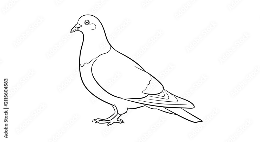 Obraz premium Standing Urban Pigeon Profile Line Art Sketch Illustration on White Background
