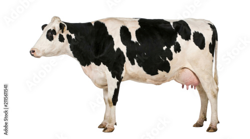 A Black and White Holstein Friesian Cow Standing Isolated on a White Background.