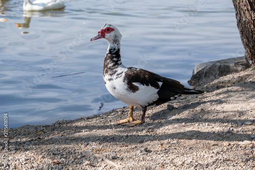 Obraz na płótnie A lone Muscovy duck, distinguished by its black and white feathers and red caruncles around its eyes, stands on a pebbly shore next to calm blue water