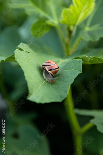 Tiny Snail Resting on Green Leaf Outdoors