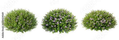 Three green bushes with small purple flowers isolated on transparent background