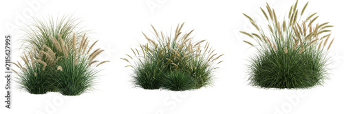 Foto Set of ornamental grasses with feathery plumes isolated on transparent backgroun