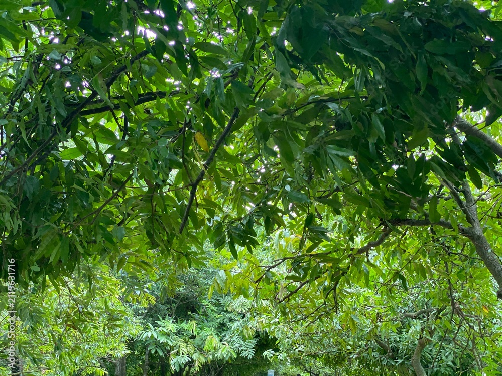 Fototapeta premium Dense Green Forest Tree Canopy with Lush Tropical Foliage Background View