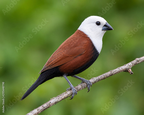 White-headed Munia (Lonchura maja) Perched on Branch Facing Right with Soft Green Background