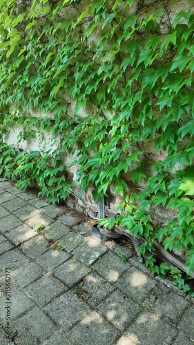 Green ivy climbs a stone wall next to a paved pathway and a green door