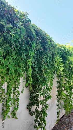 Lush green ivy cascades down a textured wall beside a cobblestone path
