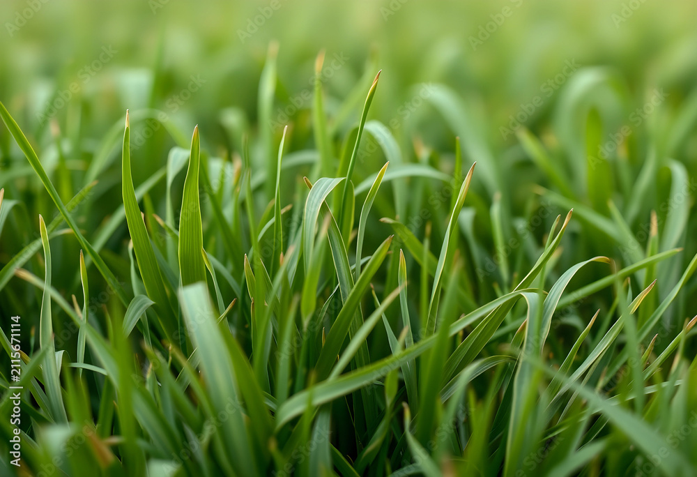 Obraz premium Lush green grass blades in a field, growth, nature, and environmental freshness with a shallow depth of field