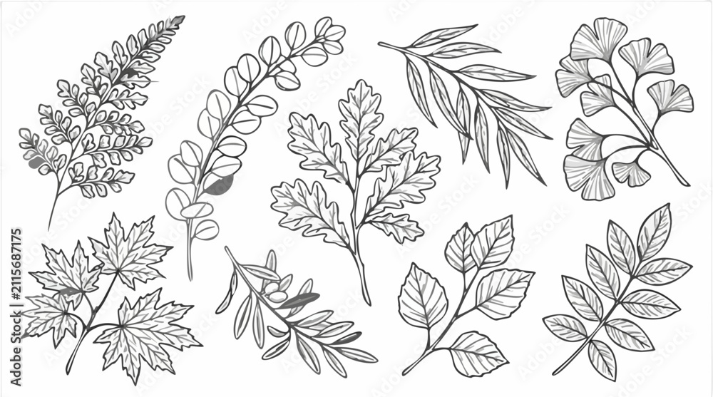 Obraz premium Detailed hand drawn autumn leaf sketches featuring maple oak and ginkgo foliage for botanical vector landscape design elements