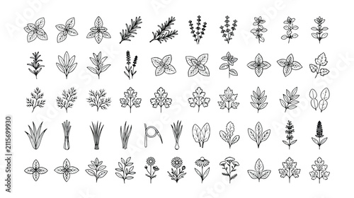 Foto Botanical herb and spice vector icon set, 60 hand-drawn black outline illustrati