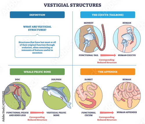 Foto Vestigial structures brief sketch shows evolution by comparing coccyx, whale pel