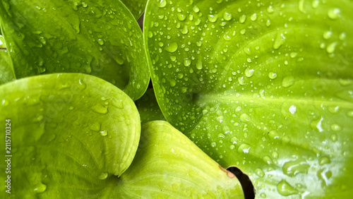 Fresh green leaves, with raindrops glistening all over their surface