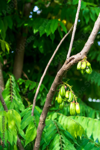 Averrhoa bilimbi fruit is often used as a vegetable and tastes sour