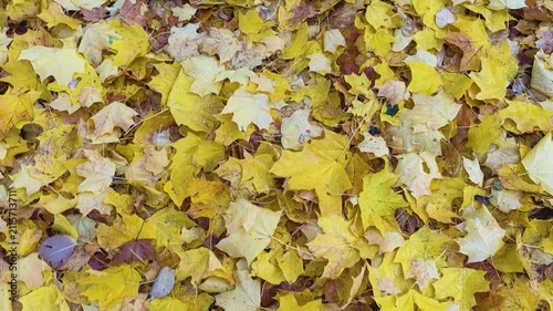 Yellow fallen leaves rustle underfoot. Colorful Autumn Background. Nice colours of autumn at park or forest.