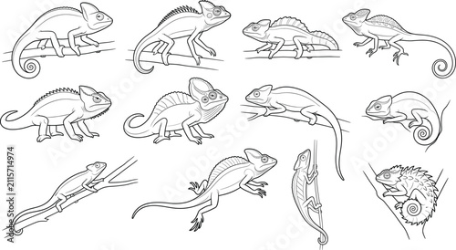 Foto Hand Drawn Chameleon Outline Vector Set Featuring Detailed Reptile Illustrations