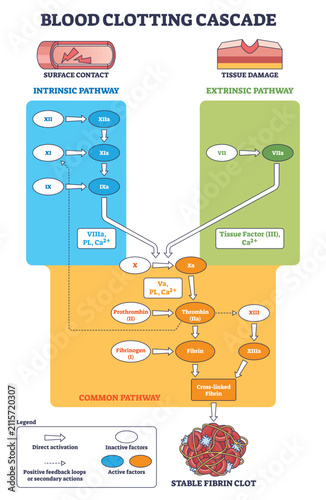 Картината върху платно Blood clotting cascade depicts intrinsic and extrinsic routes converging to form a stable fibrin clot, key elements are pathways, thrombin, and fibrin