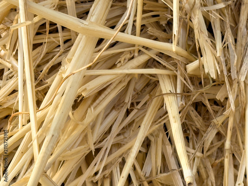 Dry Straw Texture Close-up
