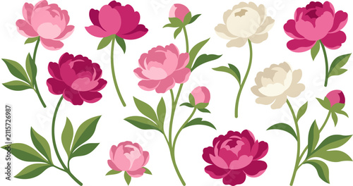 Set of beautiful blooming peony flowers with green leaves isolated on transparent background hand drawn flat design illustration floral botanical art.