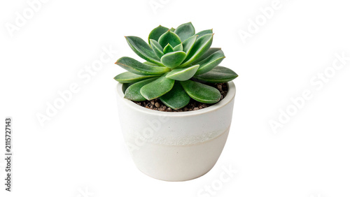 Quadro su tela Small green succulent houseplant in white ceramic pot isolated on transparent ba