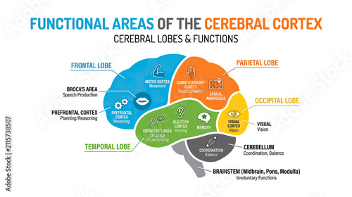 Foto Cerebral Cortex Functional Areas Brain Lobes and Functions