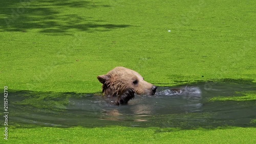 Bathing European brown bear (Ursus arctos) cooling down / chilling and playing with stick in water of pond on a hot day in summer
