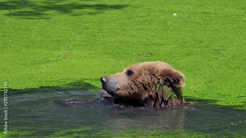 Bathing European brown bear (Ursus arctos) cooling down / chilling while playing with stick and scratching head in water of pond on a hot day in summer