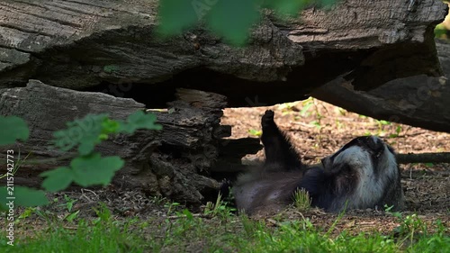 European badger (Meles meles) lying on its back and grooming fur of belly under fallen tree trunk in forest in spring / summer