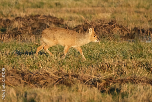 Fotografie Side view of a Chinese water deer (Hydropotes inermis) walking through a grassy