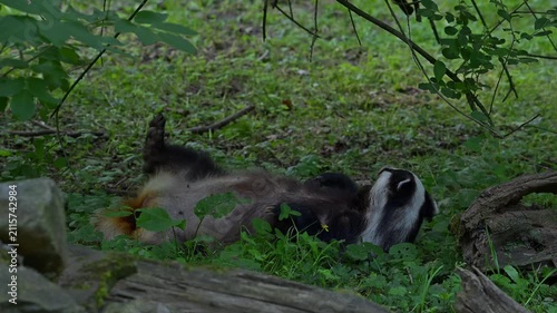 European badger (Meles meles) resting female getting up, scratching fur and walking away in grassland at edge of forest in spring / summer