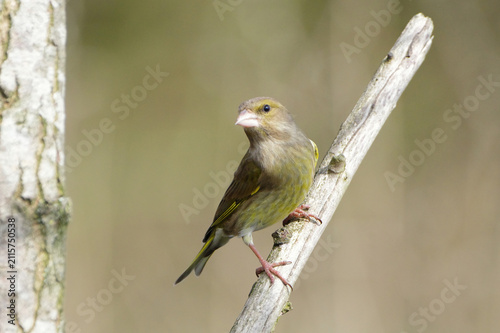 Foto European Greenfinch (Chloris chloris) perched on a dry wooden branch with blurre