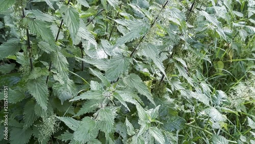 Dense growth of green nettle in a natural outdoor setting, showcasing a variety of foliage and textures in a lush environment