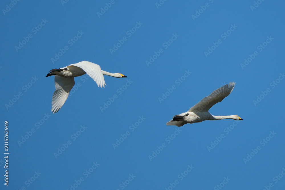 Fototapeta premium Pair of Tundra Swans Flying Against a Clear Blue Sky During Winter Migration