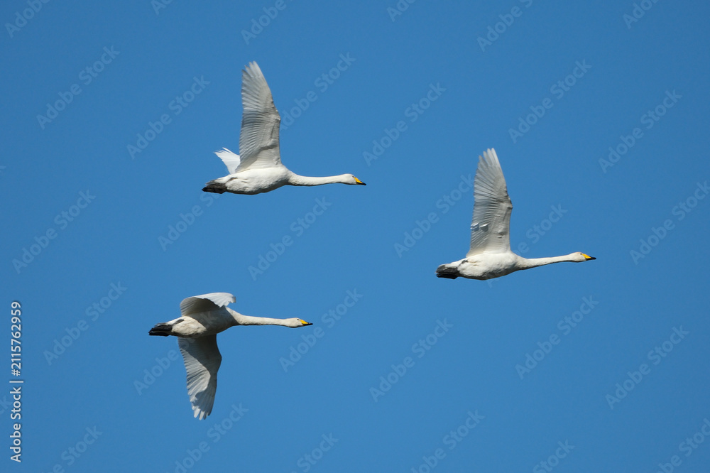 Fototapeta premium Three Whooper Swans Flying in Formation Against a Clear Blue Sky