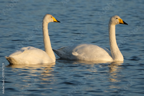 Quadro su tela Two elegant whooper swans (Cygnus cygnus) swimming together on a calm blue lake