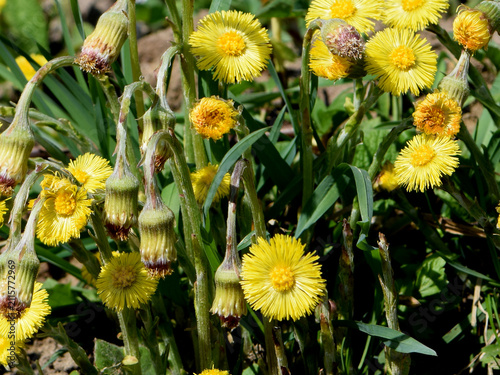 Foto Tussilago farfara or coltsfoot plant with flower and buds image