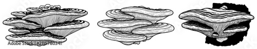 фотографія Tree shelf mushrooms or bracket fungi set hand drawn engraving style vector illu