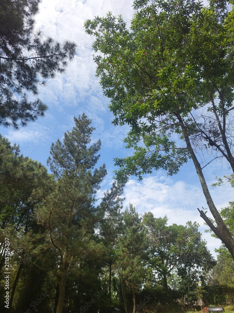 Fototapeta premium Low Angle View Looking Up Through Tall Pine and Tropical Trees Toward Blue Sky with White Clouds — Forest Canopy Nature Background