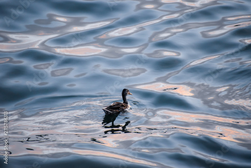 Fotografie Golden Hour on the Sava: A Duck’s Tranquil Journey