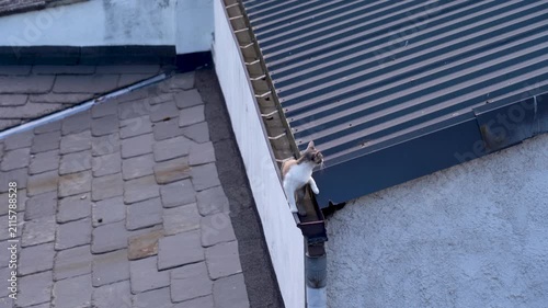 Detalle de un gato sobre los tejados de varias casas antiguas, observando desde lo alto el entorno de un barrio histórico.