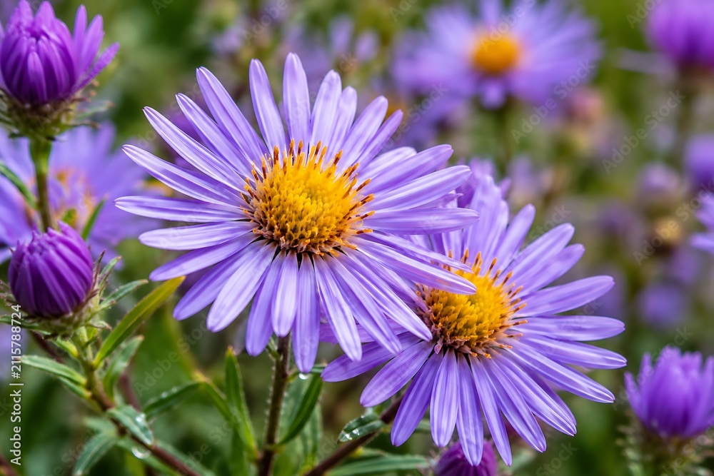 Obraz premium Close-up of Purple Asters with Yellow Centers flower