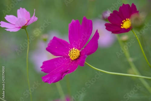 コスモスの花