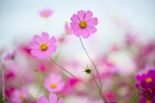 コスモスの花