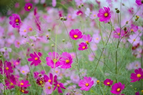 コスモスの花