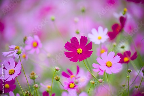 コスモスの花